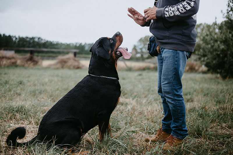 dog-training-basic-commands-1662571