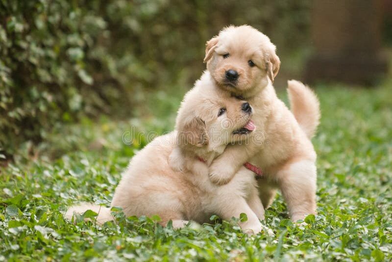 two-cute-golden-retriever-puppies-playing-photo-45116795-8640417